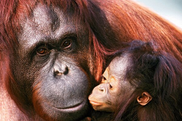 Foto di Sumatra orangutan femmina e cucciolo