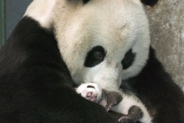 Schwarzer weißer Panda mit Babybär