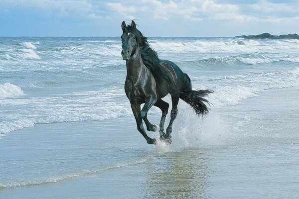 A horse gallops along the ocean shore