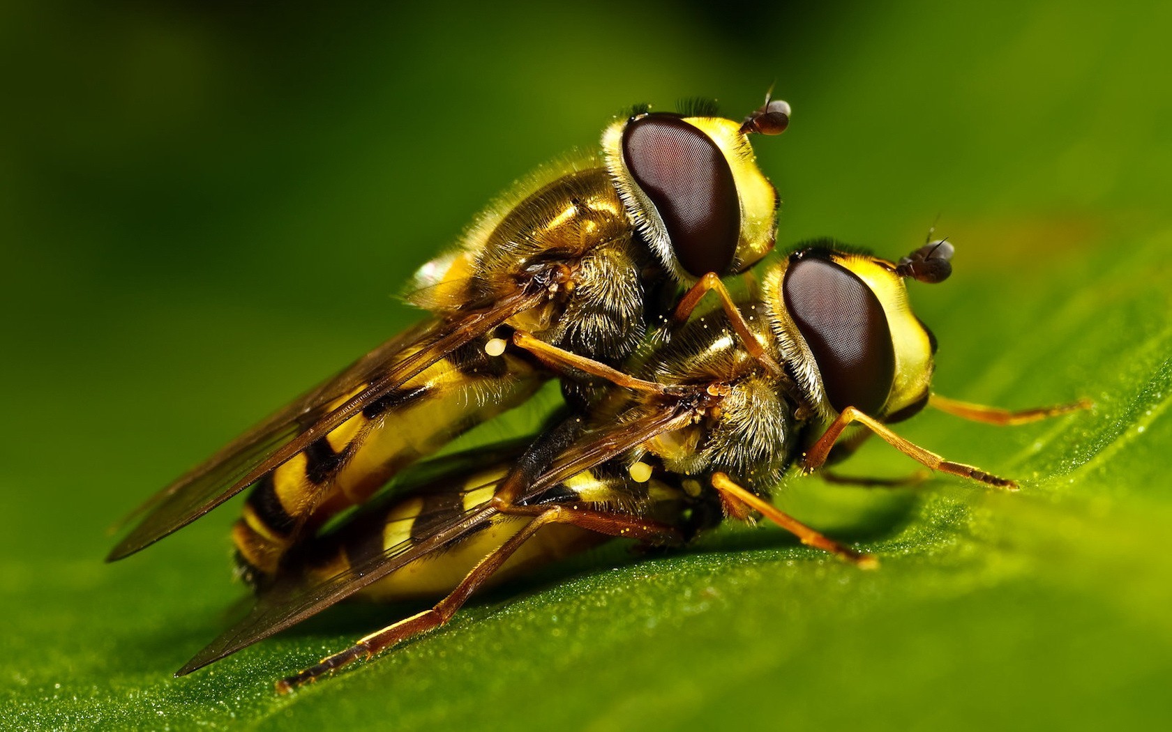 abejas hoja verde