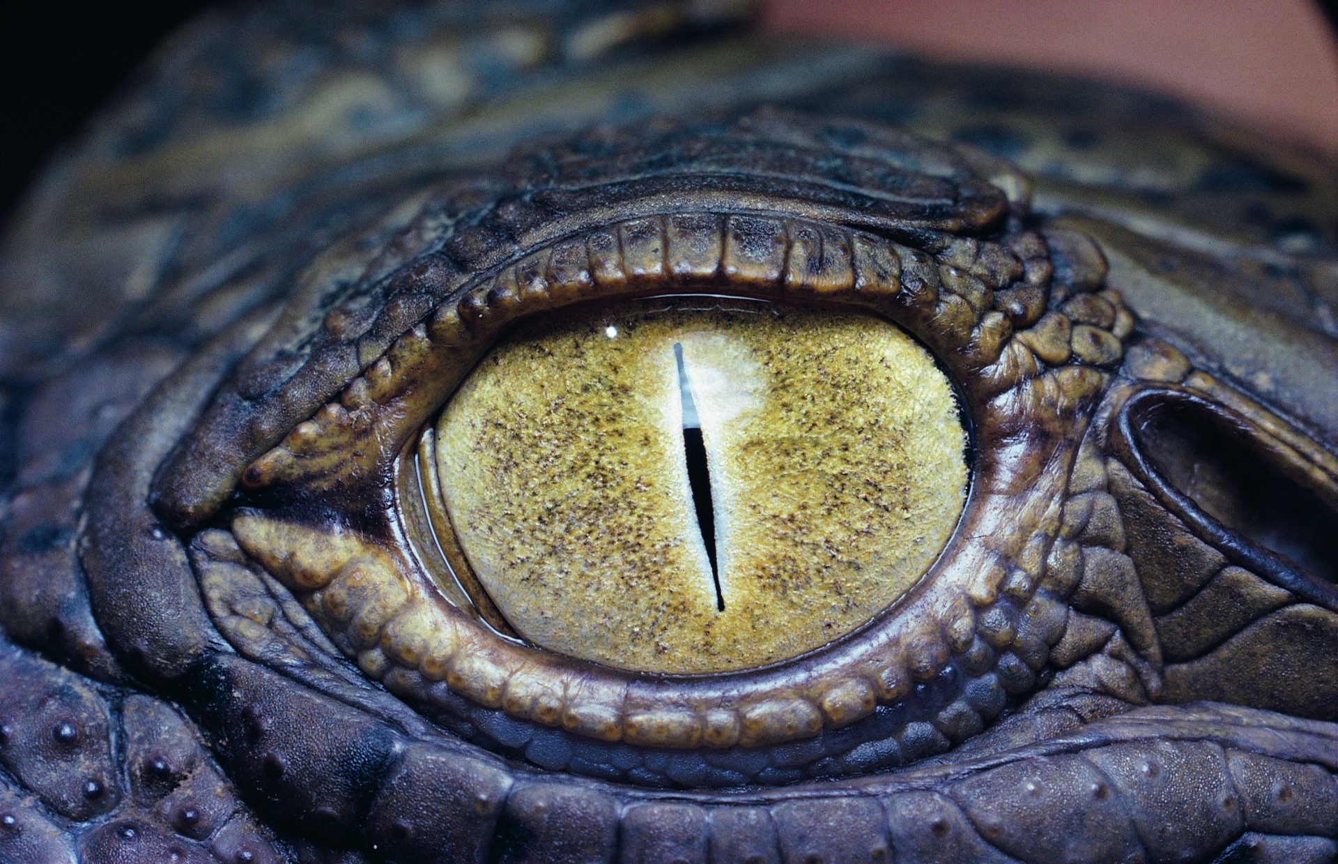 eye crocodile