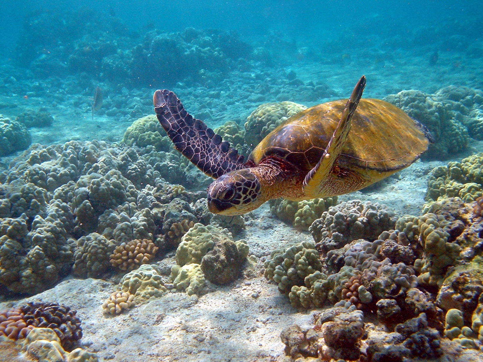 tortue océan coraux