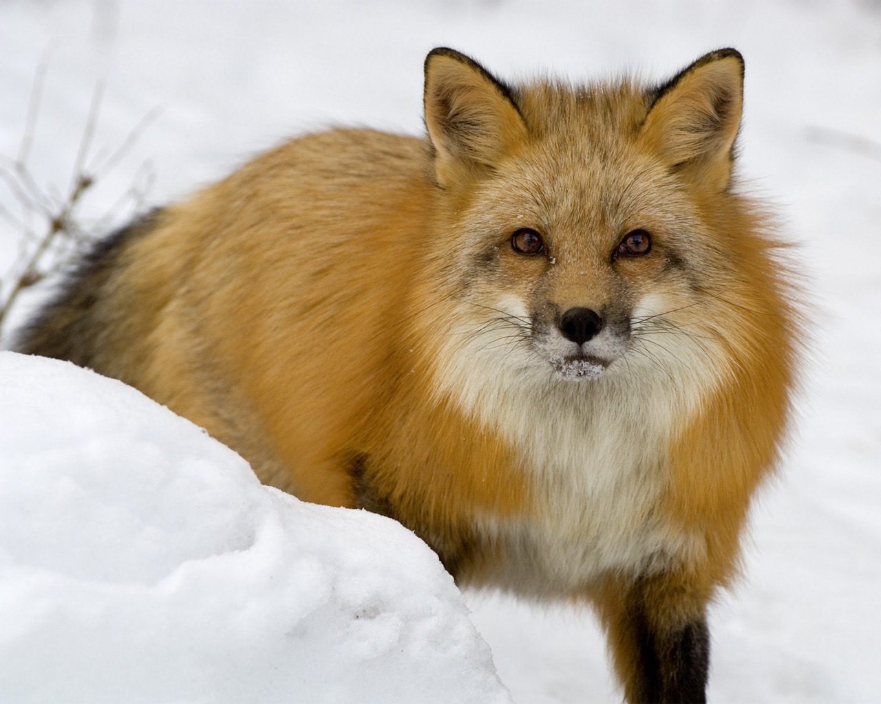 renard hiver neige