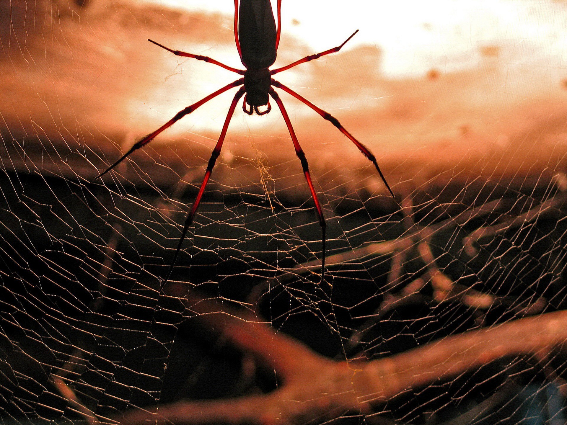 araignée toile d araignée rouge