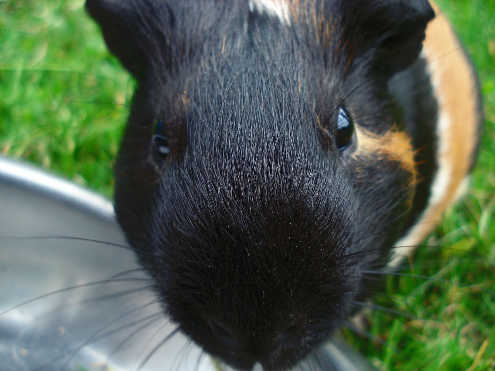 meerschweinchen