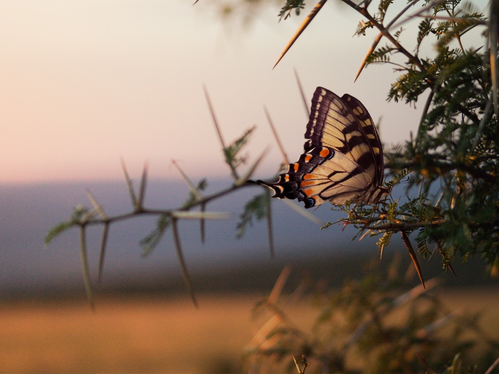 papillon branches