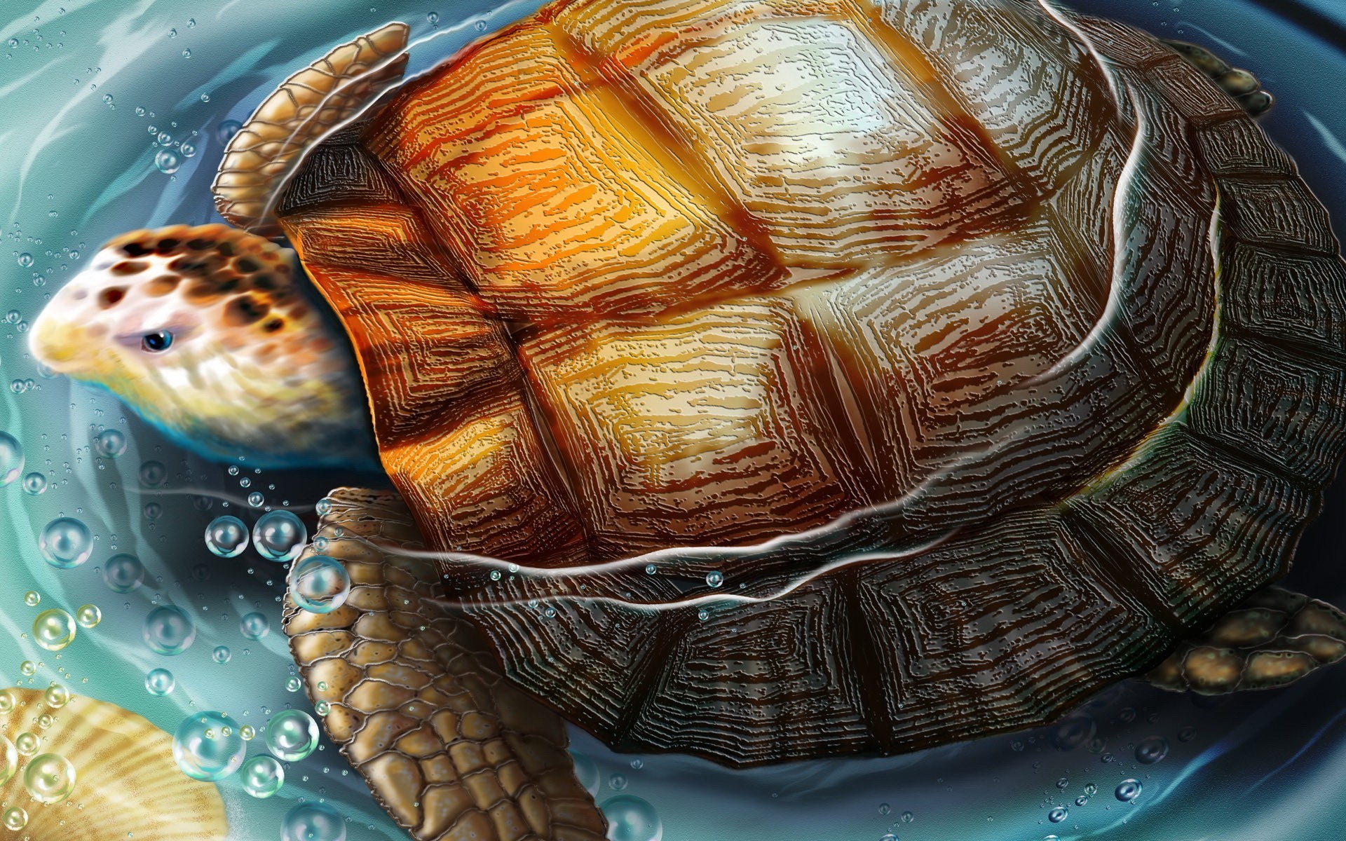 tortue dessin eau