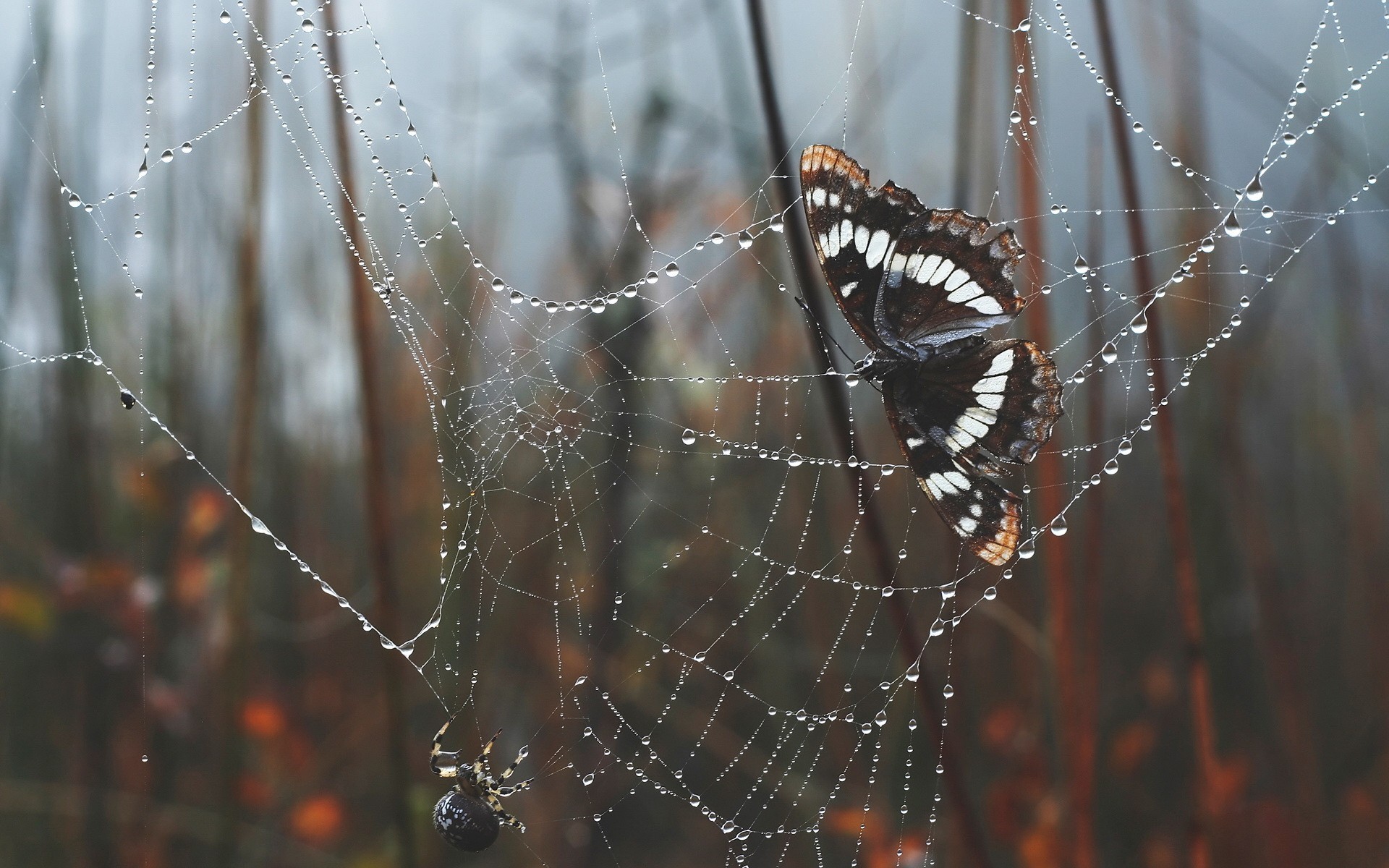 pająk pajęczyna motyl