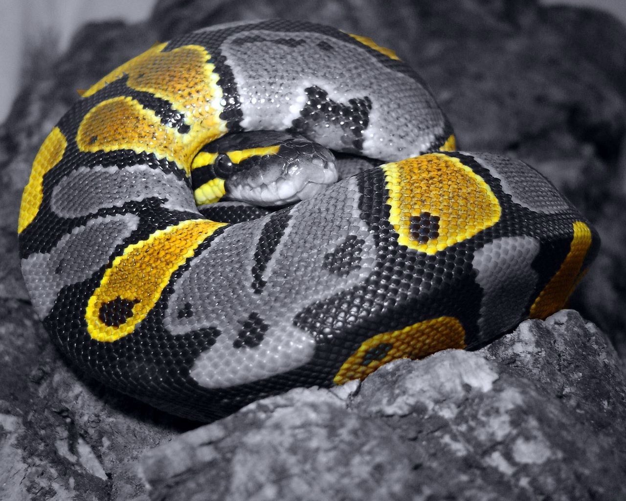 serpente scala grigio colore