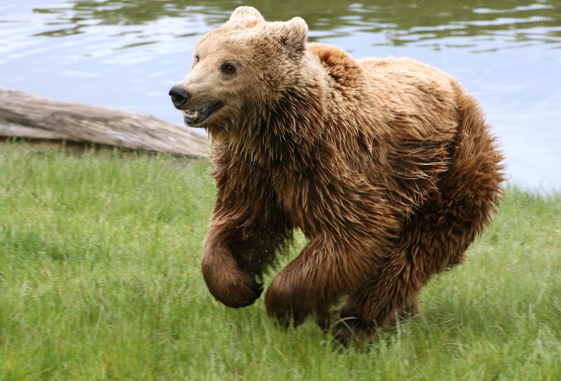 oso hierba río