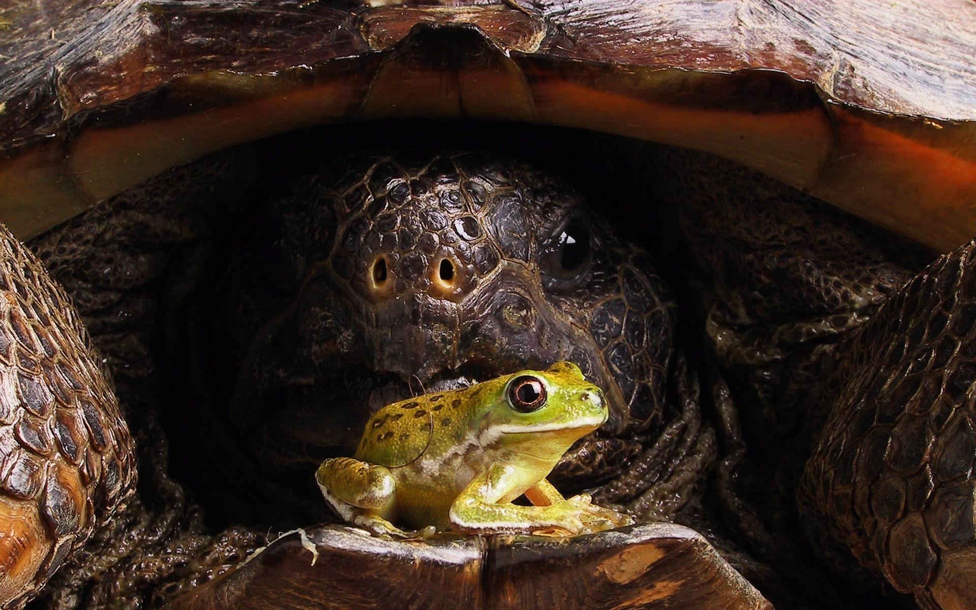 frosch schildkröte panzer