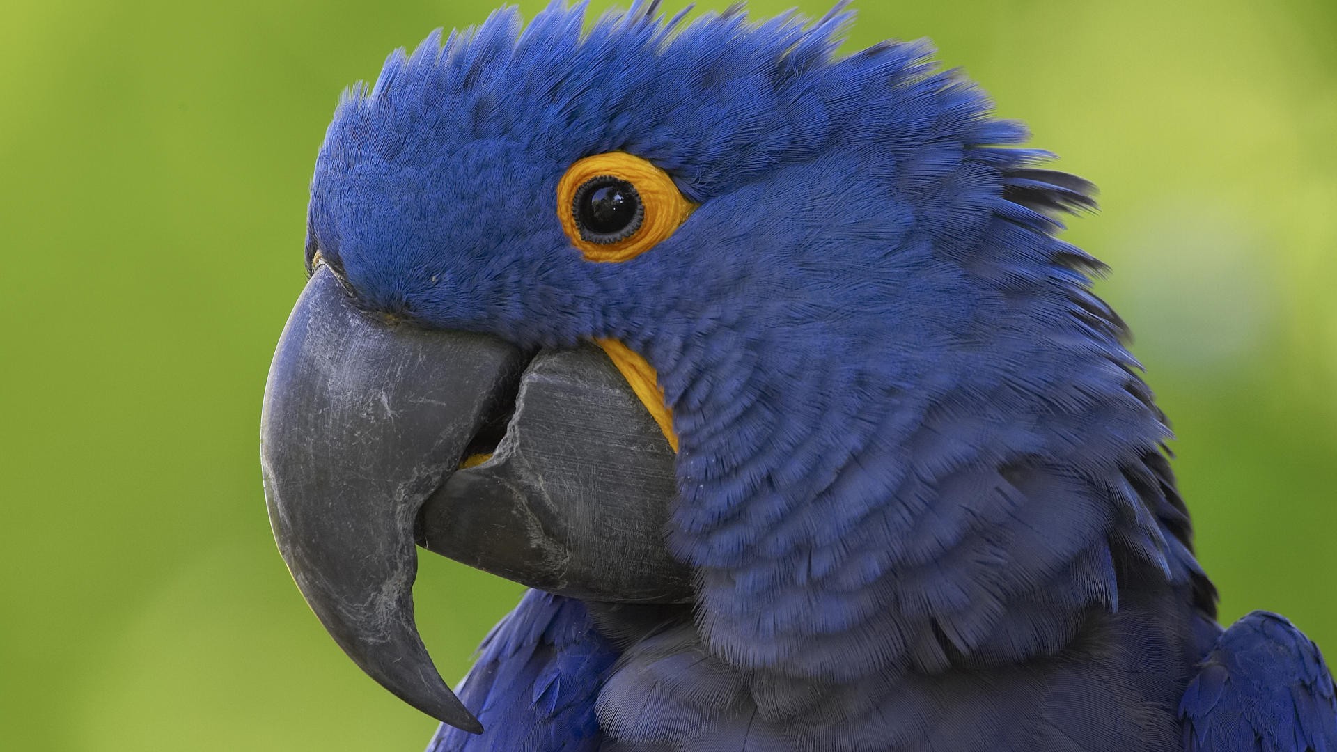 parrot blue beak