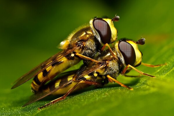 Deux abeilles sur une feuille verte