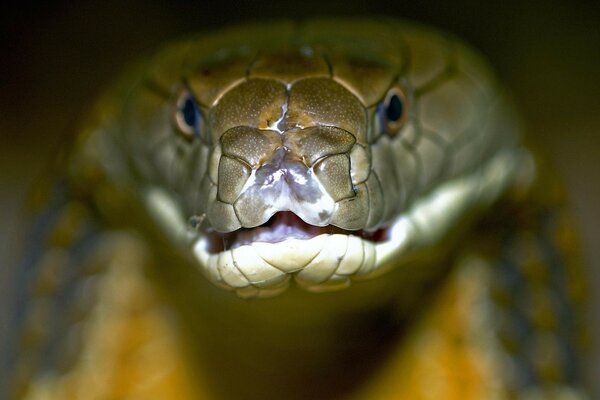 The gaze of the snake of the Royal Cobra