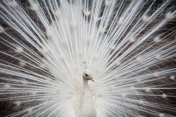 A beautiful white peacock has spread its feathers