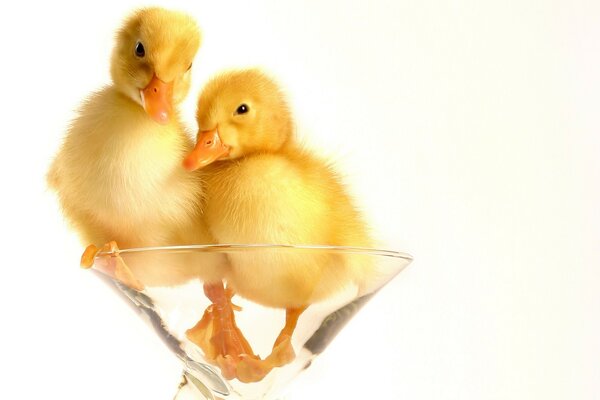 Flauschige Entenküken im Glas