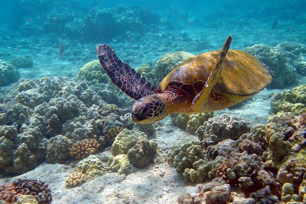 Schildkröte, die im Meer schwimmt