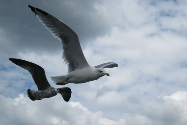 Le vol d une mouette est visible dans le ciel