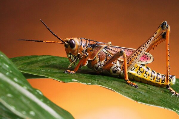 Saltamontes en la hoja de la planta