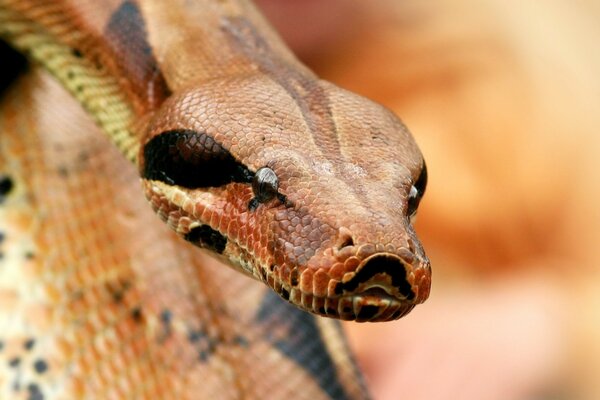 Boa constrictor s head on a blurry background