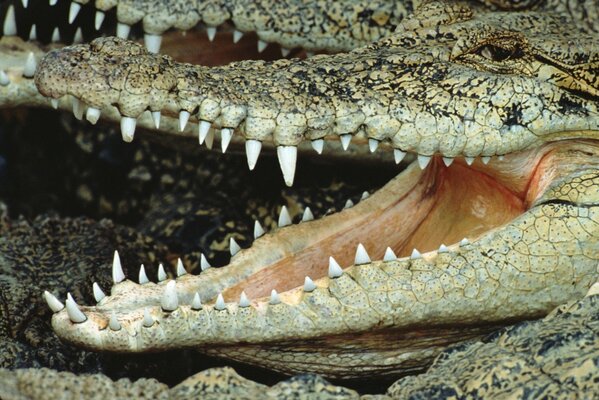 Le crocodile a ouvert la bouche à dents