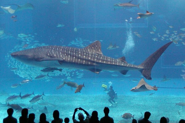 Siluetas de personas frente a un enorme tiburón en un acuario