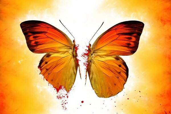 Two halves of a butterfly. Blood splashes