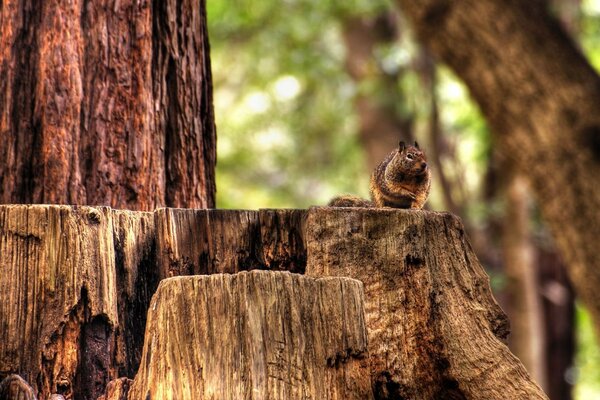 Ardilla sentada en un cáñamo en el bosque