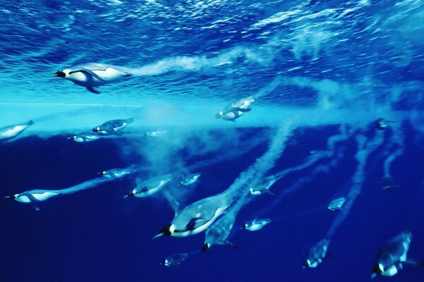 Pingüinos buceando en el agua azul