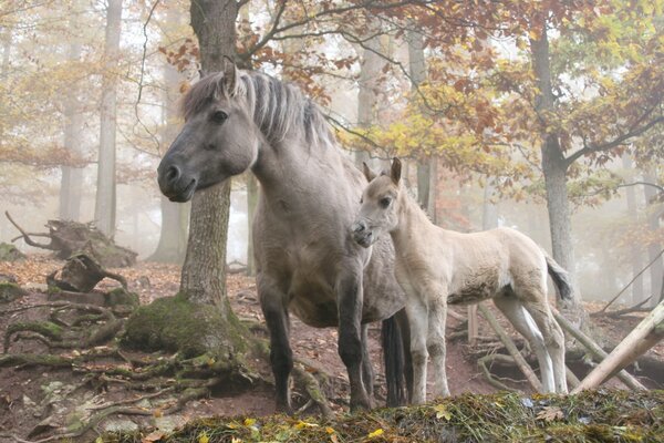 Cheval avec Poulain dans la forêt d automne