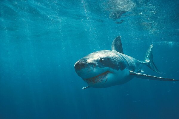 A shark was swimming through the blue of the ocean