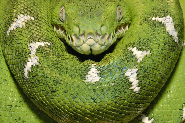 Boa di legno del serpente della scala verde