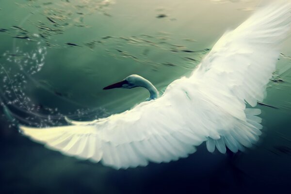 A swan in a pond with open wings