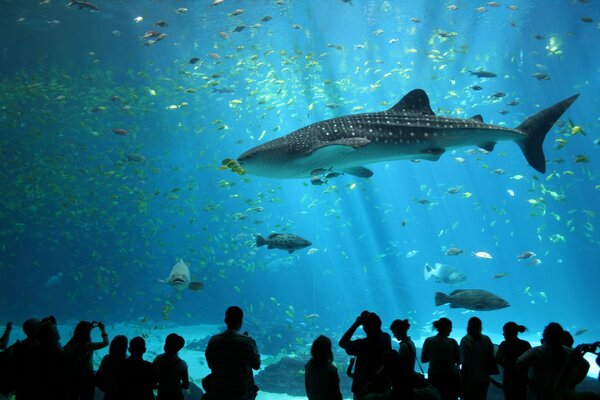 A flock of fish behind the glass of the aquarium