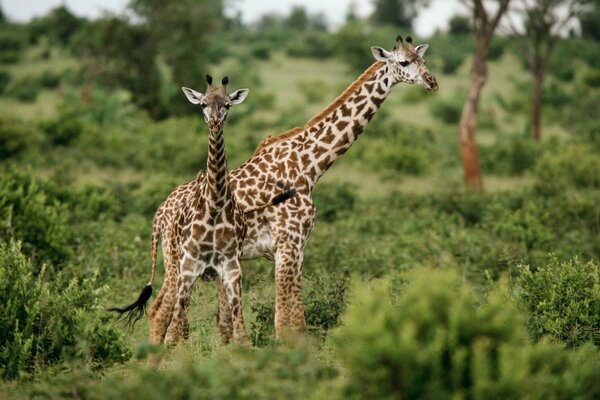 Giraffes on safari on a beautiful green background