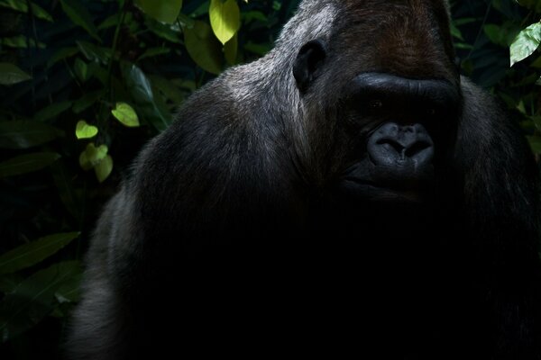 Gorila negro en la selva