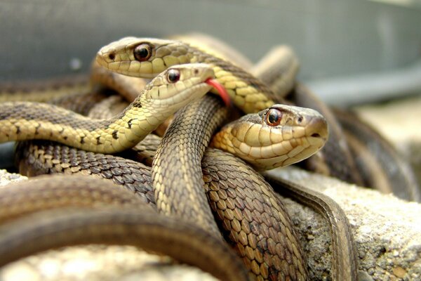 Several snakes of different sizes, curled into a ball