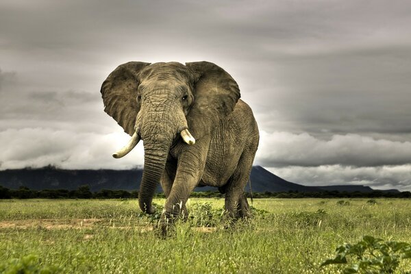 Photo d éléphant dans l herbe sur fond de ciel