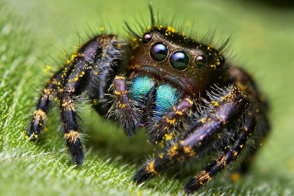 Ragno dagli occhi su una foglia verde