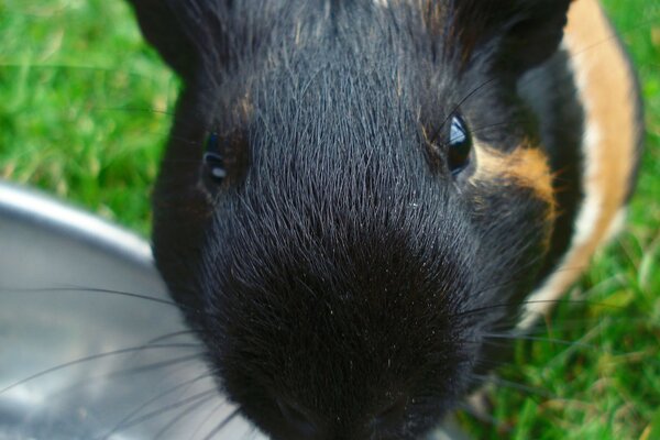 Meerschweinchen schaut in die Kamera