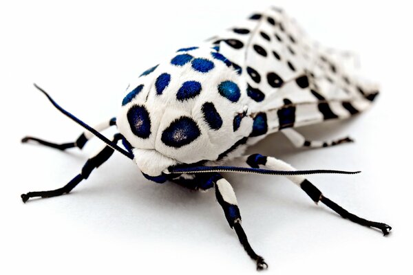 Moth with beautiful coloring on a white background