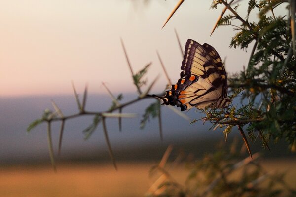 Ein Schmetterling sitzt auf einem dünnen Ast