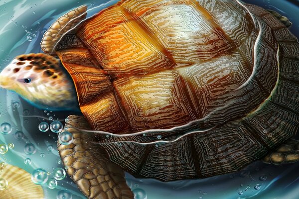 Tortue nage dans l eau