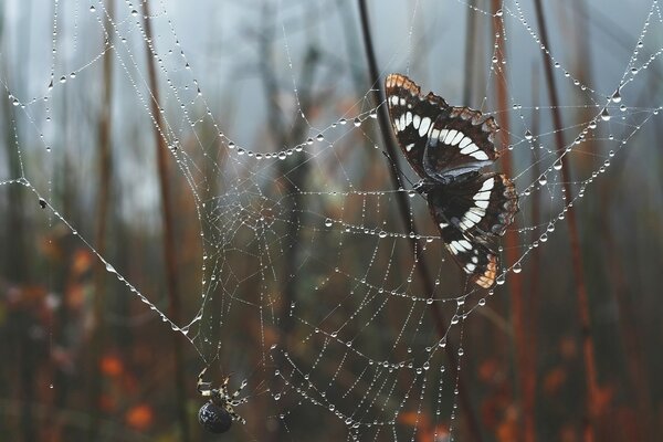 Schmetterling in Netzen bei Spinne im Wald