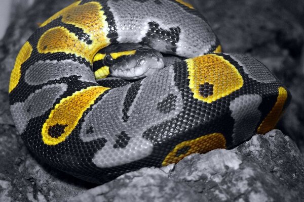 Serpente con macchie gialle sdraiato sulle rocce