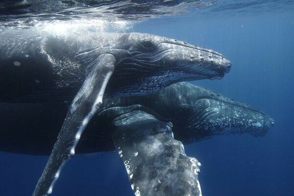 Whales swim near the surface of the water