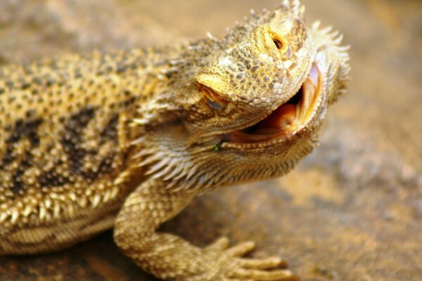 Lézard d or barbu Agama