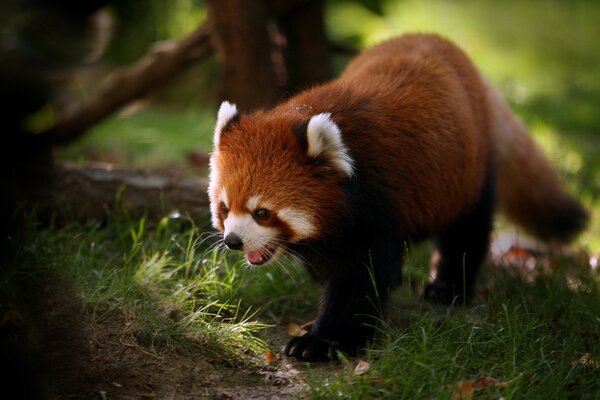 Czerwona panda spacerująca po trawie na tle leśnego krajobrazu