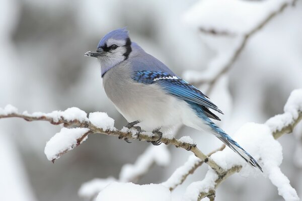 Ein Vogel mit einem schönen Gefieder sitzt im Winter auf einem Ast