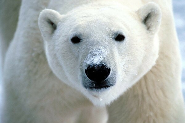 Ładny pysk niedźwiedzia polarnego